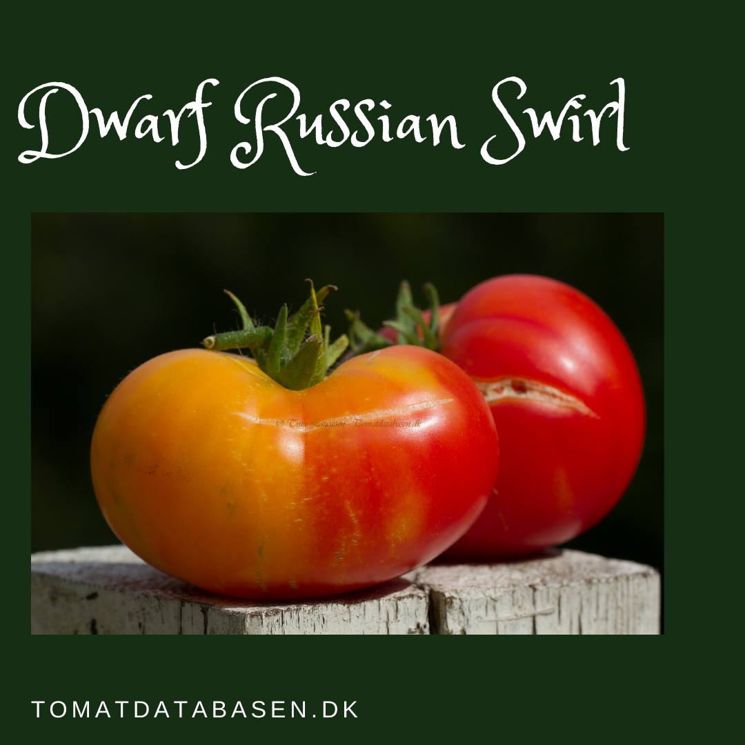 Dwarf Russian Swirl